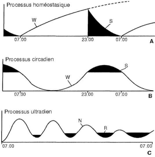 Figure  3:  Représentation  des  trois processus  impliqués  dans  la  régulation  des  états  de  vigilance  .'  régulation  homéostasique  ,&#34;  régulation  circadienne  ,&#34;  régulation  ultradienne