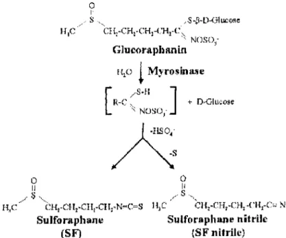 Figure n02 : Action de la myrosinase : exemple de la glucoraphanine et du sulforaphane