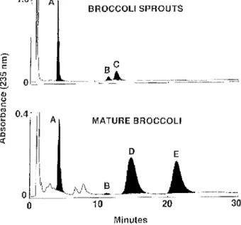 Figure n03 : Comparaison du contenu en isothiocyanates de jeunes pousses de brocolis de 2 jours et de brocolis matures Il,