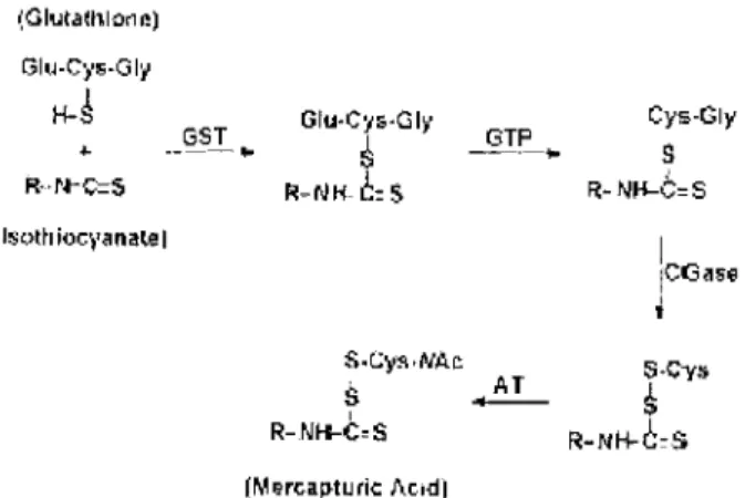 Figure n04 : Voie métabolique des acides mercapturiques 10,