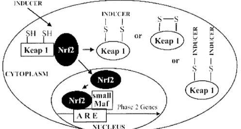 Figure nOS: Mécanisme d'action des inducteurs des gènes codant les enzymes de détoxification de phase II