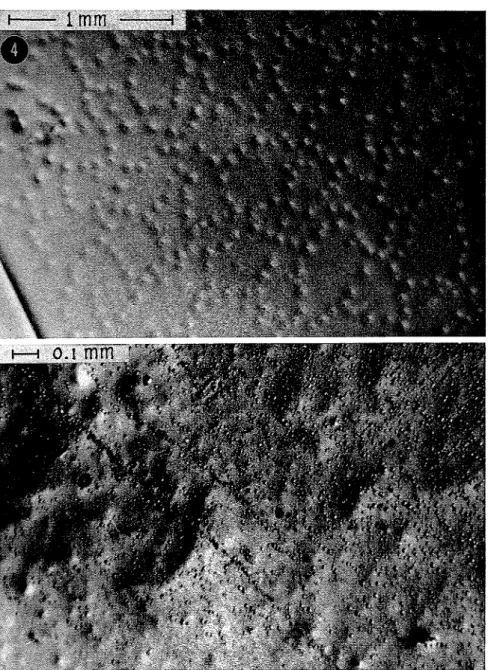 FIG.  4.  ( a )   Example of  ccll-likc arrnl~gernel~t  of  hillocks.  (0)  Esnml&gt;le of  r:ludomly  (list rihut ed  hillocks  with higher  co~lccu(r:~lion  a l o l ~ g   sl~bboundary