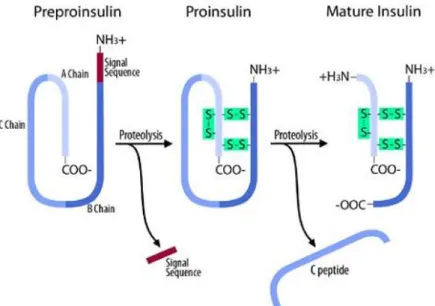 Figure  3  :  Maturation  de  la  préproinsuline.  La  séquence  signal  est  dans  un  premier  temps  retirée  de  l'extrémité 