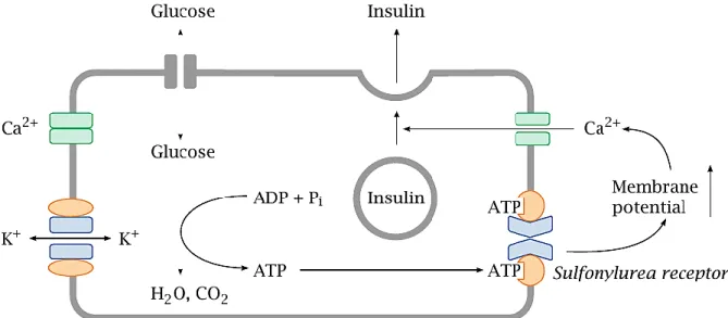 Figure 4  :  Mécanismes  de  sécrétion  de  l'insuline  par  la cellule  β  pancréatique  (Palmer,  2014)