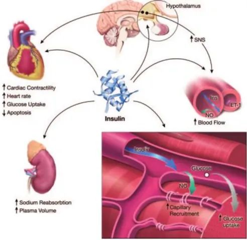 Figure 10 : Cibles et actions cardiovasculaires de l'insuline (Muniyappa  et al., 2007)