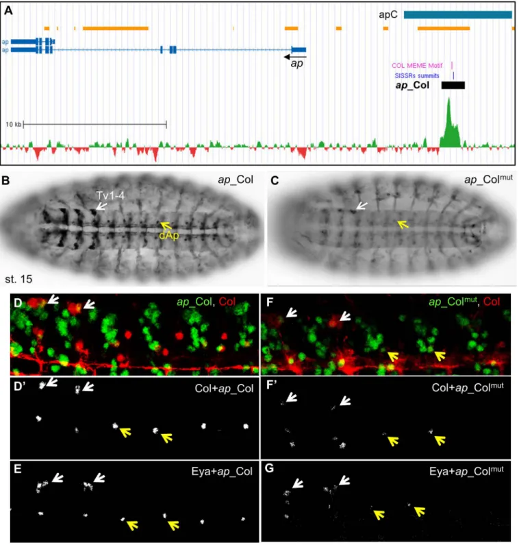 Fig 3. Col direct control of ap expression in Ap neurons. (A) Annotation of the Col peak in ap, same representation as in Fig 2A; 35.8 kb of the ap genomic region are shown (Chr2R: 1.593.000 – 1.628.800); the previously described apC enhancer is represente