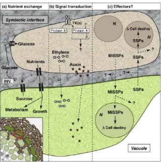Figure 2 : Les trois niveaux de contrôle de l’interaction symbiotique entre les champignons ECM et les cellules végétales (Francis Martin &amp; Plett, 2011).