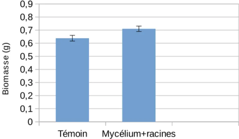 Figure   7)   Représentation   graphique   de   la   biomasse   moyenne   des   mycéliums   du   champignon L.bicolor après 24h d'exposition  aux racines de peuplier 