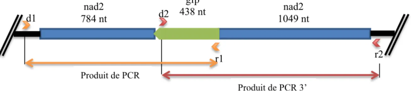 Figure 8 : Construction nad2/gfp recombinée dans l’ADNmt.  