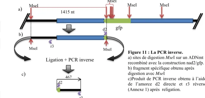 Figure 11 : La PCR inverse.  