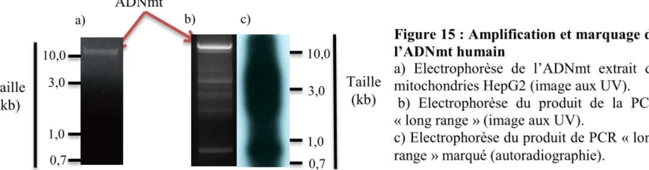 Figure 15 : Amplification et marquage de  l’ADNmt humain 