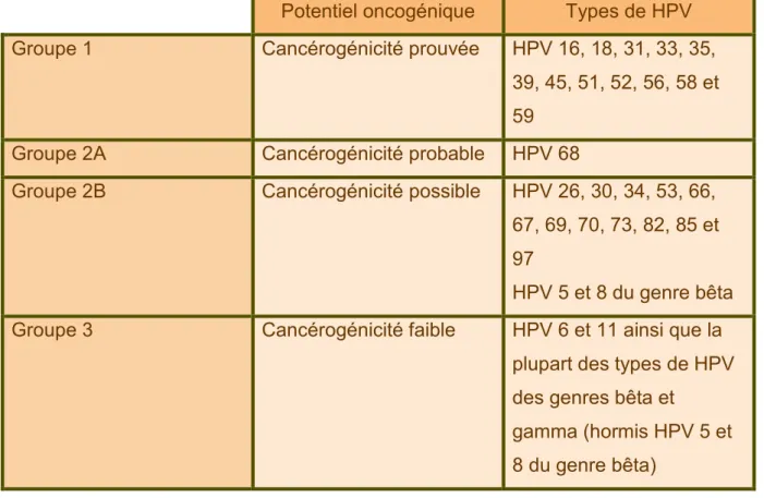 Tableau  5  :  Classification  de  HPV  en  fonction  de  leur  potentiel  oncogénique  (d’après Bouvard et al., 2009)