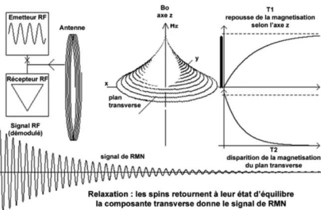 Figure  5.  Schématisation  du  retour  à  l'équilibre  de  la  magnétisation  des  spins  suite  à  une  excitation  initiale