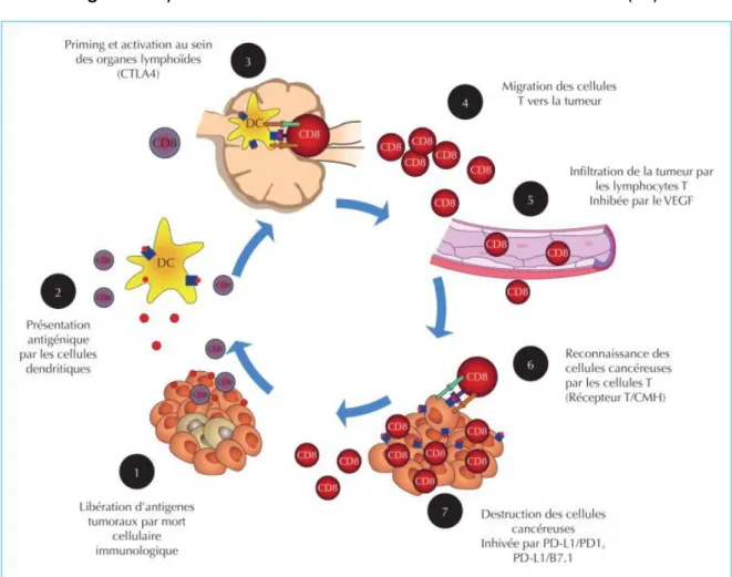 Figure 1 : Cycle de l’immunité anti-tumorale. Tiré de Rousseau et al. (27) 