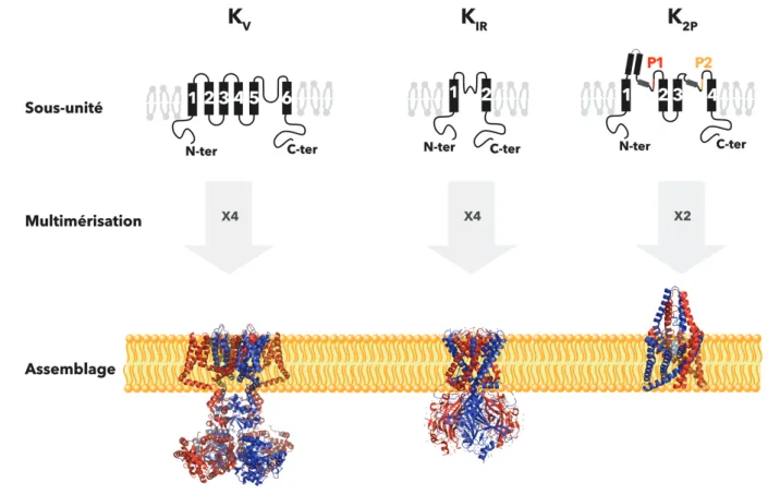 Figure 1.  Topologie et assemblage des trois familles de canaux potassiques. Partie  supérieure : les canaux potassiques sont organisés en fonction du nombre de domaines  transmembranaires