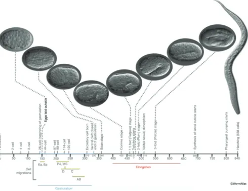 Figure 7.  Différents stades embryonnaires chez C. elegans. Tirée de Wormbase. 