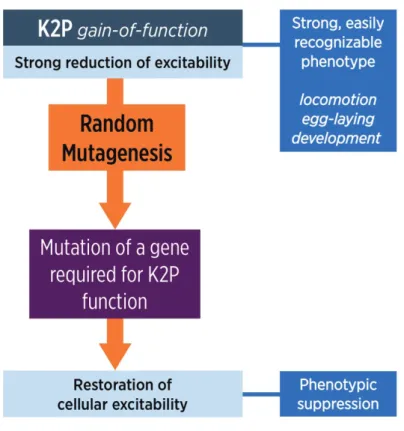 Figure 10.  Stratégie des cribles génétiques suppresseurs de gains de fonction réalisés sur les  K2P