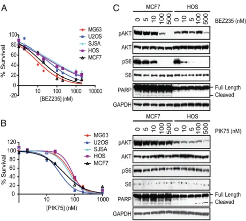 Fig. 5. Small-molecule inhibitors of PI3K/mTOR inhibit osteosarcoma proliferation. Human OS cell lines (MG63, U2OS, SJSA, and HOS) and MCF7 cells (breast cancer cell line with an activating mutation in PIK3CA) were treated with (A) BEZ235 or (B) PIK75 or D