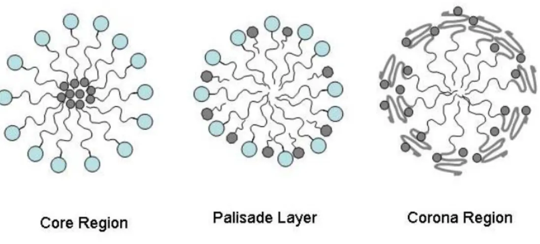 Figure 1-1: Regions of solubilization in a surfactant micelle.