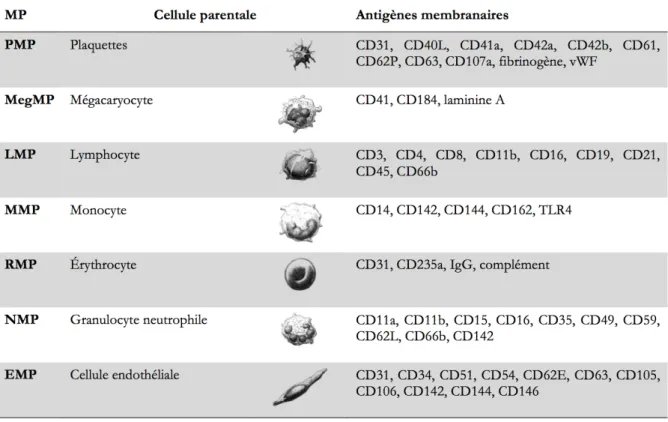 Tableau  4:  Marqueurs  de  surface  des  MPs  spécifiques  de  la  cellule  émettrice  d’après  (McVey et al., 2012) 