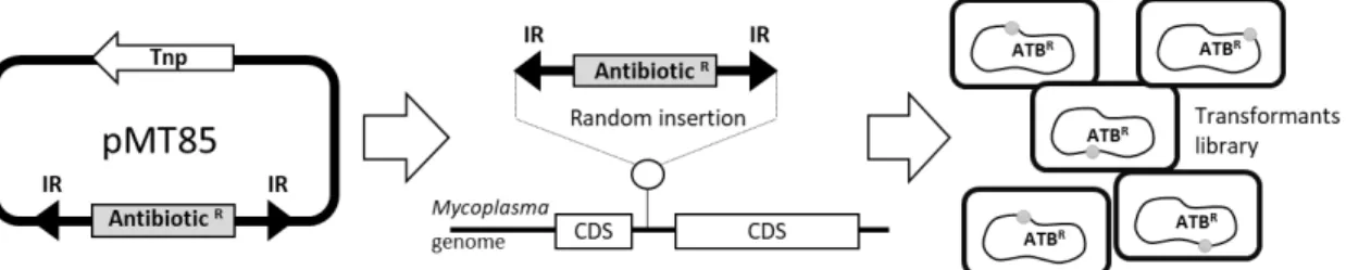 Figure 1. Schematic representing M. agalactiae antibiotic tagging procedure. Selectable  markers are introduced by transposition using the mini transposon pMT85, which bear antibiotic  resistance genes as selection markers (Antibiotic R )