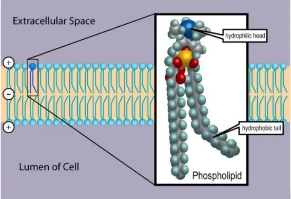 Figure 2 : Positionnement dans les membranes cellulaires [wikipedia, en ligne] 