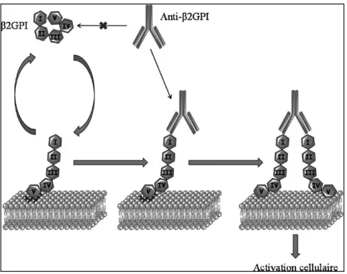 Figure 3 : Modèle général d'activation cellulaire par les anti- β2GP1 [Masliah-Planchon et Darnige, 2012]  