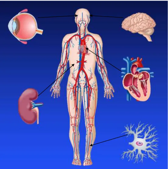 Figure 4 : Les organes cibles des complications du diabète 