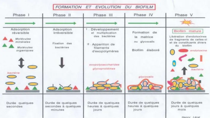 Figure 10 : Schéma illustratif de la formation et de l'évolution d'un biofilm (source A3P – Association pour les  produits propres et stériles – Conférence A.PENAT, Biarritz 2009) 