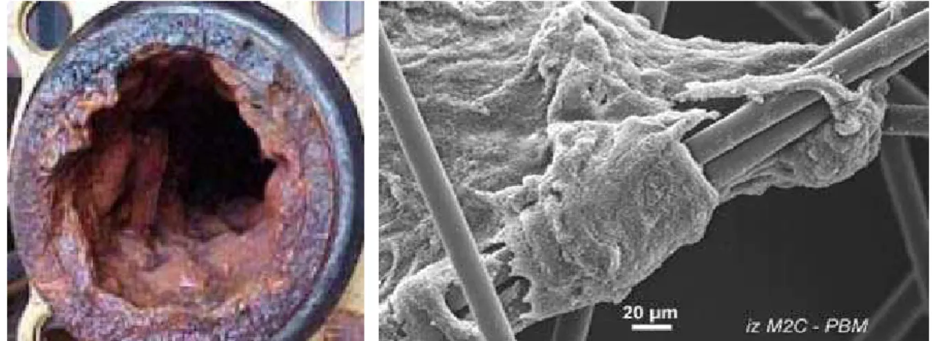 Figure 11 : Canalisation usée favorable à  la formation de biofilms 