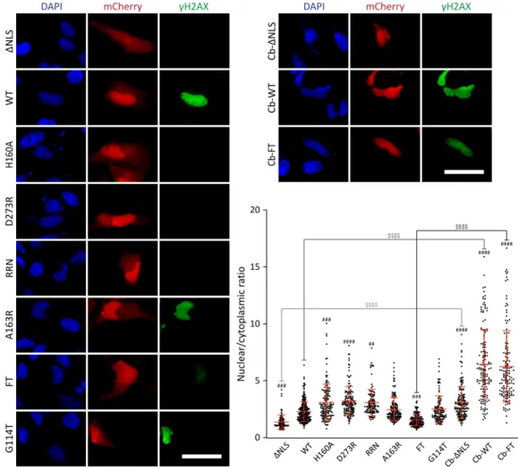 Figure 6. Correlation between CdtB intracellular localization and DNA damage induction in cells  expressing CdtB