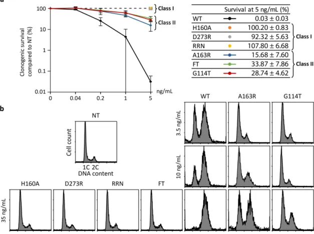 Figure 2. Effect of mutations on CDT-induced HeLa cytotoxicity. (a) Clonogenic survival of HeLa cells  after 10 days of treatment with HducCDT mutants at the indicated concentrations