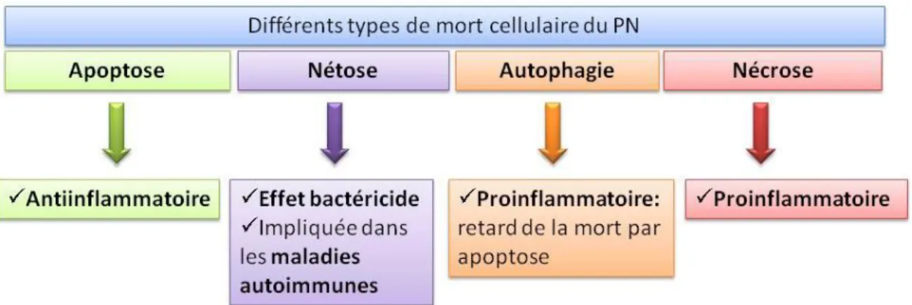 Figure 18 : Les différents types de mort du neutrophile et leurs conséquences. 