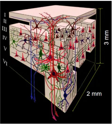 Figure 17: Illustration of the different types of cells and synapses that are comprised in a cube  that has the equivalent size of one voxel