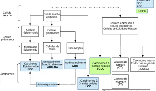 Figure 1.5: Filiation entre origine cellulaire et type de cancer du poumon