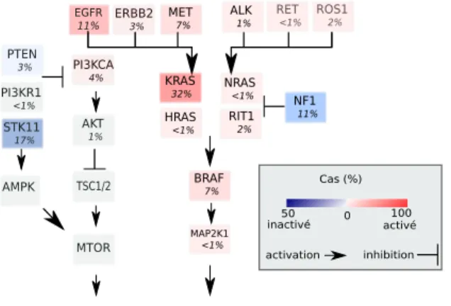 Figure 1.8: Altérations de certaines voies de signalisation impliquant les récepteurs à tyrosine kinase dans les adénocarcinomes pulmonaires
