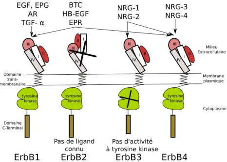 Figure 1.14: Les membres de la famille EGFR et leurs récepteurs