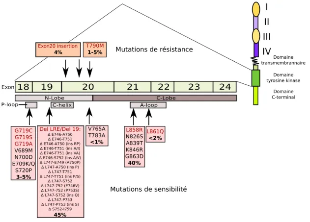 Figure 1.17: Mutations de l’EGFR dans les cancers du poumon Adapté de [Gazdar, 2009, Sharma et al., 2007]