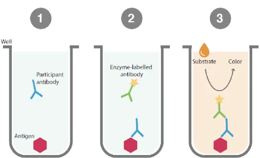 Figure 8. Overview of the Enzyme-Linked Immunosorbent Assay (ELISA) method. 1. The  antigen is fixed on the bottom of the wells and the participant sample is added