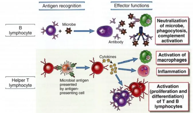 Figure 2. Description of humoral and cellular immunogenicity responses. Adapted from  Abbas AK et al