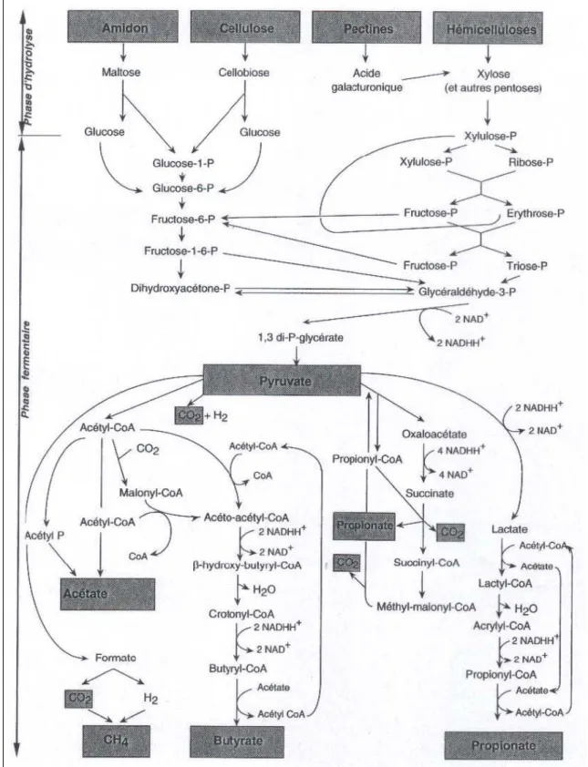 Figure 1 : Voies du métabolisme des glucides dans le rumen (Jouany, 1995) 