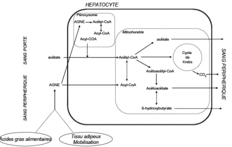 Figure 2 : Voies métaboliques du métabolisme hépatique de l’acétate (Loncke, 2009) 