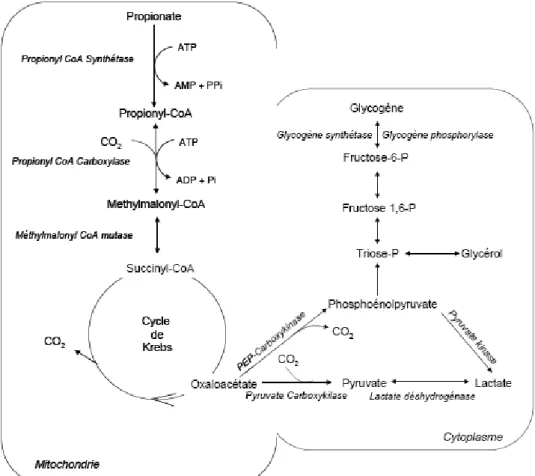 Figure 4 : Voies métaboliques du propionate dans le foie (Loncke, 2009) 