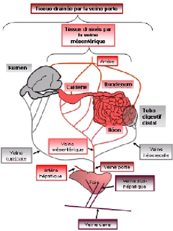 Figure 8 : Représentation schématique de la physiologie vasculaire de l’aire splanchnique  chez les ruminants (Seal et Reynolds, 1993) 