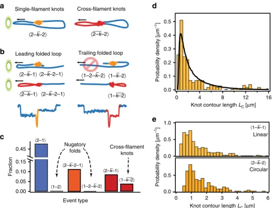 Fig. 4 Two modes of DNA knot translocation and the size distribution of knots. a Distinctive modes of knot translocation in circular DNA; a single- single-ﬁ lament knot resides on one strand of the translocating DNA, cross- ﬁ lament knot straddles over two