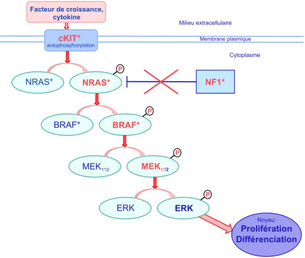 Figure 4. Mutations activatrices de la voie des MAPK. 