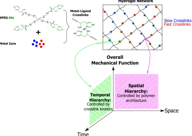 Figure 4.1 | Model materials systems with orthogonally tunable mechanical temporal hierarchy