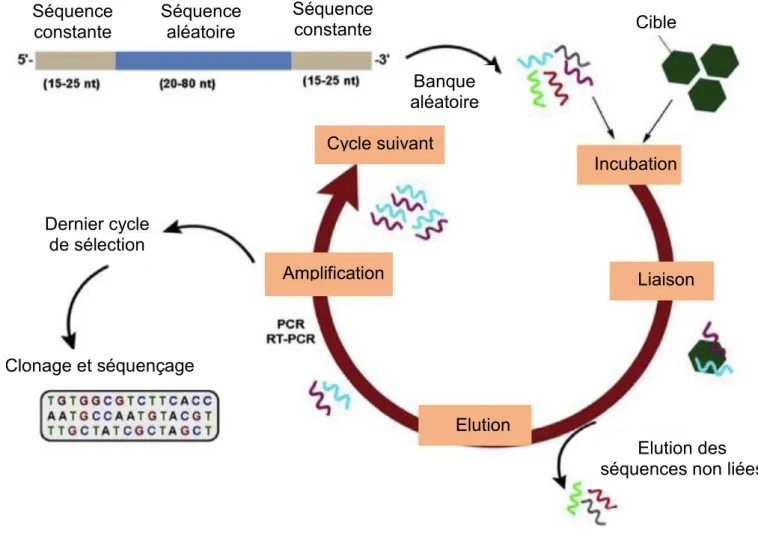 Figure 4: Représentation schématique de la technique SELEX (Systematic Evolution of Ligands  by Exponential Enrichment) utilisée pour la sélection d’aptamères