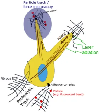 Fig. 3. Schematic of cell–ECM interactions that can be measured in 3D by utilizing the reviewed methodologies