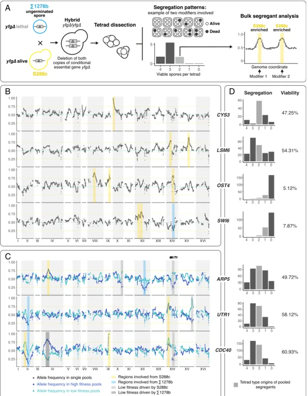 Fig. 1. Mapping of genomic regions involved in conditional gene essentiality cases between S288c and Σ 1278b